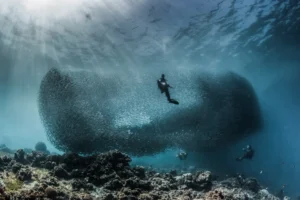 diver and a sardine shoal 2024 09 13 07 06 21 utc 1.webp