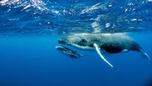 beautiful underwater shot of two humpback whales s 2023 11 27 05 34 36 utc 1.webp