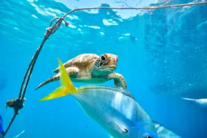 green turtle in the great barrier reef 2023 11 27 05 10 51 utc 1.webp