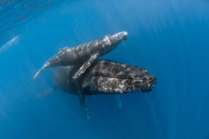 mother and calf humpback whale 2023 11 27 05 11 08 utc 1.webp